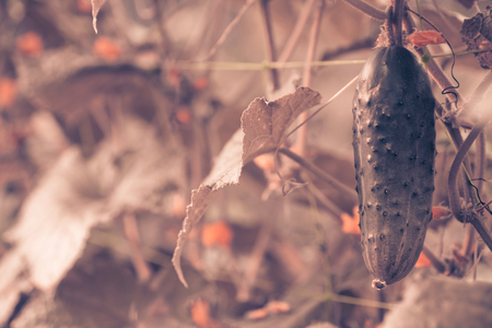 vintage background little flowers, nature beautiful, toning design spring nature, sun plantsの写真素材