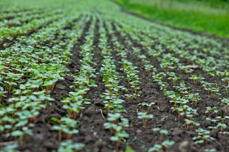 Field of sprout buckwheat on background of sky. Buckwheat, Fagopyrum esculentum, Japanese and silverhull buckwheat on the field. Close-up nurseling buckwheatの写真素材