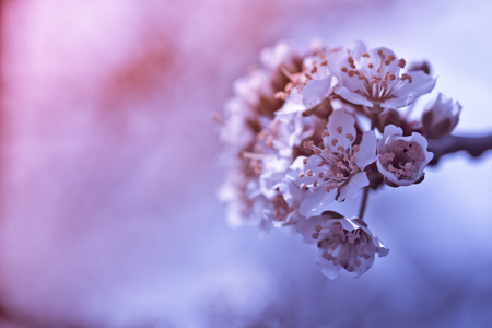 Flowers of Nanking cherry, Prunus tomentosa, Korean, Manchu, downy, Shanghai, Ando, mountain, Chinese bush or Chinese dwarf cherry on the branches. Designer tinted in Violet.の写真素材
