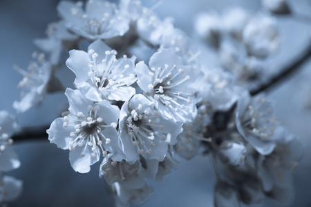 Flowers of Nanking cherry, Prunus tomentosa, Korean, Manchu, downy, Shanghai, Ando, mountain, Chinese bush or Chinese dwarf cherry on the branches. Designer tinted in blue.の写真素材