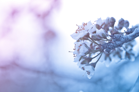 Flowers of Nanking cherry, Prunus tomentosa, Korean, Manchu, downy, Shanghai, Ando, mountain, Chinese bush or Chinese dwarf cherry on the branches. Designer tinted in pink and blue.の写真素材