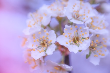Flowers of Nanking cherry, Prunus tomentosa, Korean, Manchu, downy, Shanghai, Ando, mountain, Chinese bush or Chinese dwarf cherry on the branches. Designer tinted in Violet.の写真素材