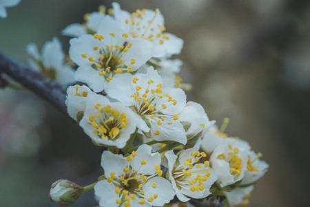 Flowers of Nanking cherry, Prunus tomentosa, Korean, Manchu, downy, Shanghai, Ando, mountain, Chinese bush or Chinese dwarf cherry on the branches.の写真素材