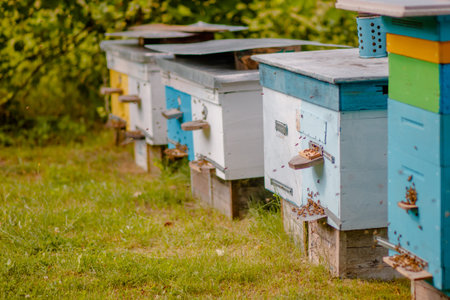 Apiary in the evening. Return to the bee hives before night. Evening honey collection. New...