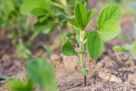Glycine max, soybean, soya bean sprout growing soybeans on an industrial scale. Young soybean plants...