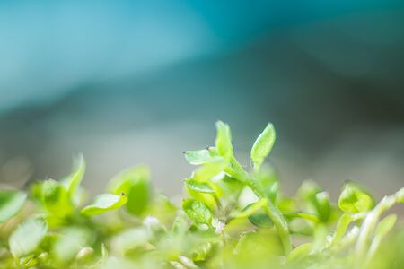Young green grass sprouts on a green background. Spring background.の写真素材