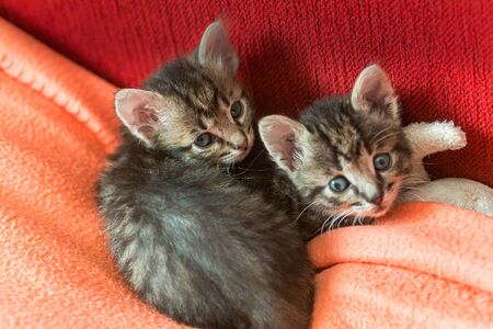 Two little kittens play on the bed. Domestic cats in a shelter. No one needs cats. Breeding cats from a domestic cat.の写真素材