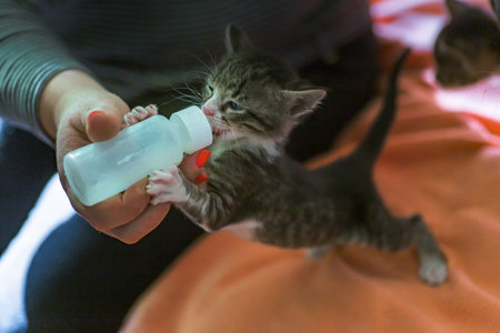 Little gray kitten drinks milk from a bottle. Feeding kittens without a nursing cat. Kittens on...