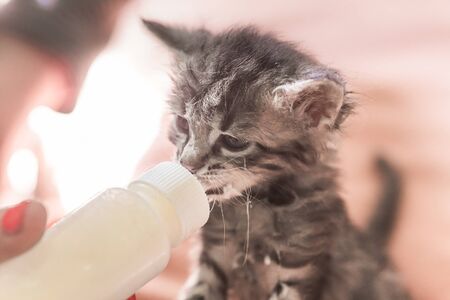Little gray kitten drinks milk from a bottle. Feeding kittens without a nursing cat. Kittens on artificial feeding. Hand-feeding cute orphaned baby kitten with milk replacer in syringe,の写真素材