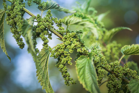 Nettle flowers and buds close-up. Summer flowering of medicinal plants. Huge nettle bush. Collection...