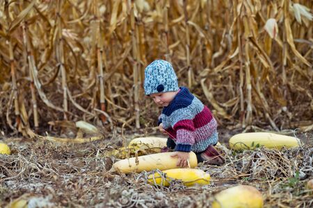 Beautiful baby girl harvests zucchini or long pumpkins. Harvest time. organic agriculture for children. Cute child on a foggy autumn evening outdoor. Happy children day conceptの写真素材