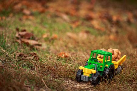 Green tractor carries nuts in the back. Toy tractor with a crop of ripe walnuts. Autumn photophone.の写真素材