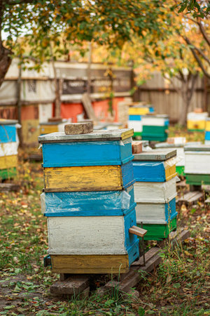 Apiary with wooden old beehives in autumn orchard. Preparing bees for wintering. Autumn flight of...