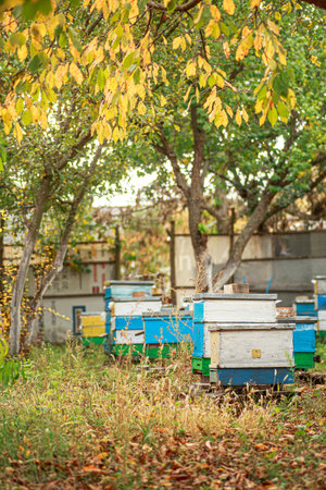 Apiary with wooden old beehives in autumn orchard among fruit trees with yellow foliage. Preparing...