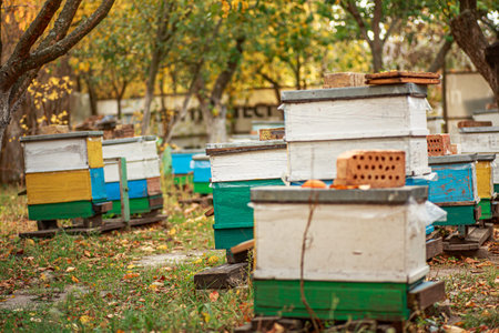 Apiary with wooden old beehives in autumn orchard. Preparing bees for wintering. Autumn flight of...