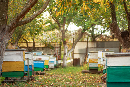 Apiary with wooden old beehives in autumn orchard. Preparing bees for wintering. Autumn flight of...