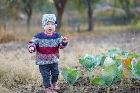 little girl in warm sweater stands by unripe cabbage and picks cabbage leaves. child helps to harvest. Beautiful baby at cabbage in the garden outdoor. Harvest Concept.の写真素材