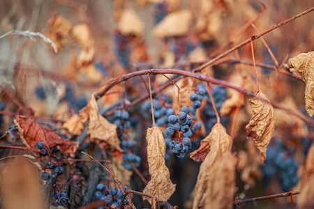 Ice wine. sweetest wine is from grapes shredded Grapevine after first frost. Withered darkened yellow leaves of grapes in autumn after the first cold weather. Harvested conceptの写真素材