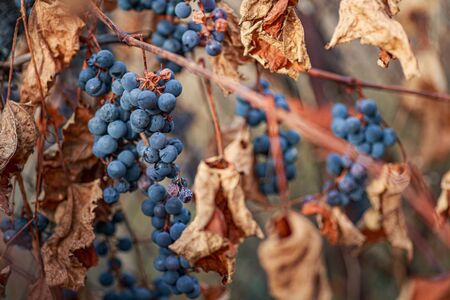 Ice wine. sweetest wine is from grapes shredded Grapevine after first frost. Withered darkened yellow leaves of grapes in autumn after the first cold weather. Harvested conceptの写真素材