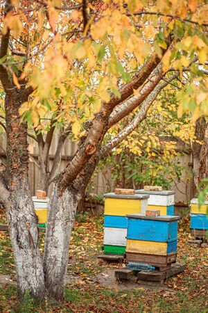 Apiary with wooden old beehives in autumn orchard. Preparing bees for wintering. Autumn flight of bees before frosts. Warm weather in the apiary in the fallの写真素材