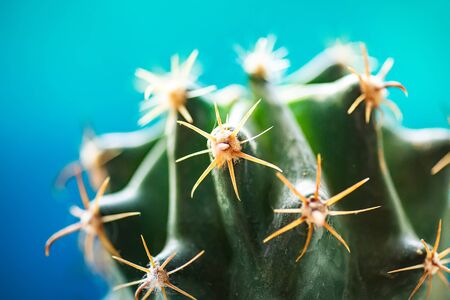 Small green cactus with bent needles on a blue background. Unpretentious plant. Cactus Care and Transplantの写真素材