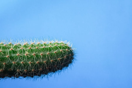 Little green cactus on a blue background. Opuntia close up. Copy space