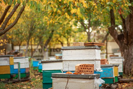 Apiary with wooden old beehives in autumn orchard among fruit trees with yellow foliage. Preparing...