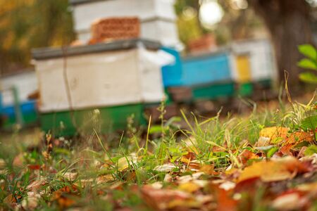 Apiary with wooden old beehives in autumn orchard. Preparing bees for wintering. Autumn flight of bees before frosts. Warm weather in the apiary in the fallの写真素材