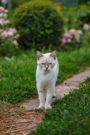 sad white cat on walk. Sick animal waiting for vet. Rural veterinary medicine. Animal infected with fleas and wormsの写真素材