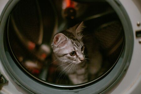 little gray kitten climbed into washing machine. Washing machine drum is dangerous for animals. animal hid playing in washer-load. Film graineの写真素材
