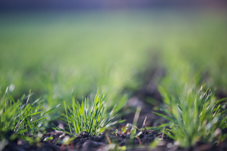Young wheat crop in a field. Crops of winter wheat. Rows of young sprouts of wheat. Green grass on the field.の写真素材
