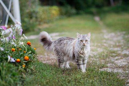 Big cat similar to mei-kun on a walk among the flowers in the summer. Pets in the summer at the cottage. The scared cat turned aroundの写真素材