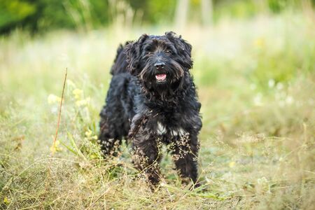 The black dog looks into the frame and smiles. Animal on the background of wild grass in the field. Walk with your pet.の写真素材