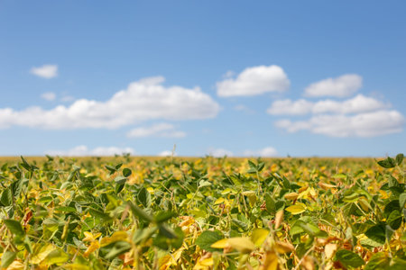Field with ripened soy. Glycine max, soybean, soya bean sprout growing soybeans. Yellow leaves and...
