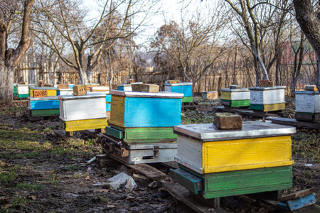 Preparing bees for wintering. Hives on apiary in December in Europe. old apiary of multi-hull hives....