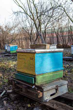 Standing on scales of a control hive with family of honeybees. Determining stock of conrms and honey...