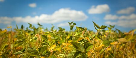 Field with ripened soy. Glycine max, soybean, soya bean sprout growing soybeans. Yellow leaves and soy beans on soybean cultivated field. Autumn harvest. Agricultural soy plantation background.の写真素材