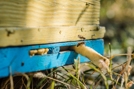 Honey-bee colony guards the hive from looting honeydew. colored wooden beehives - honey bees flying...