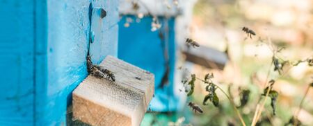 From beehive entrancebees creep out. Honey-bee colony guards the hive from looting honeydew. The bees return to the beehive after the honeyflow. Bee-guard in the beehive entrance. Swarm hived readilyの写真素材