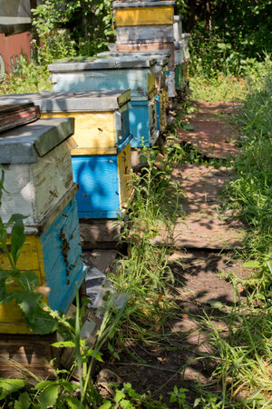 From beehive entrancebees creep out. The bees return to the beehive after the honeyflow. Beehives at...