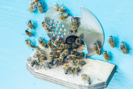 From beehive entrancebees creep out. Honey-bee colony guards hive from looting honeydew. bees return...