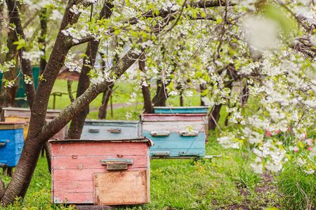 Pink single-hull ediary is given on apiary in spring. Hives in flowering garden in Ukraine in April. first honey pickings and pollen collection by honeybees. Preparing apiary for honey seasonの写真素材