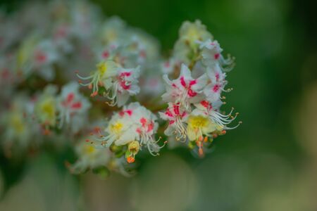 Bud on a tree horse chestnut in spring, Modest chestnut leaves in spring. Bright green leaves close up. Background for spring screensavers on phone. rebirth of nature. Blooming buds on trees.の写真素材