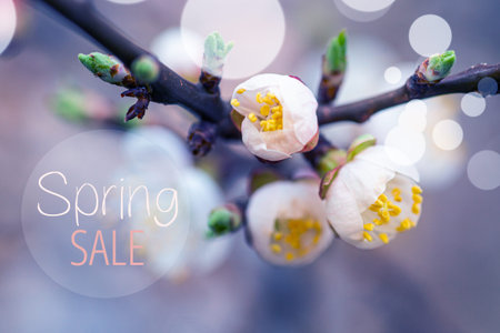Text Spring Sale. Flowers of Cherry plum or Myrobalan Prunus cerasifera blooming in the spring on...
