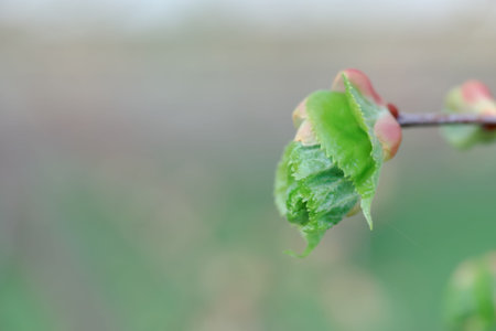 Tilia cordata, small-leaved lime, occasionally littleleaf linden or small-leaved linden first green...