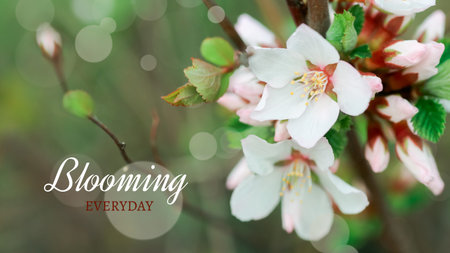Text BLOOMING EVERYDAY flower of Nanking cherry. White flowers Prunus tomentosa on a bush Korean...