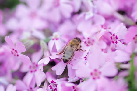 Honey bee collects nectar and pollen from Phlox subulata, creeping phlox, moss phlox, moss pink, or mountain phlox. Honey plant in summer on alpine flowerbed. Selective focusの写真素材