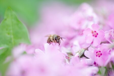 Honey bee collects nectar and pollen from Phlox subulata, creeping phlox, moss phlox, moss pink, or mountain phlox. Honey plant in summer on alpine flowerbed. Selective focusの写真素材