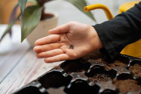 Baby hand with seed. Growing vegetables for garden. Germination of seeds in greenhouse.の写真素材