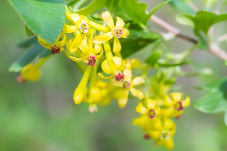 Jostaberry blackcurrant bush branch blossoming for backgrounds in garden. Yellow small flowers with red middles,の写真素材